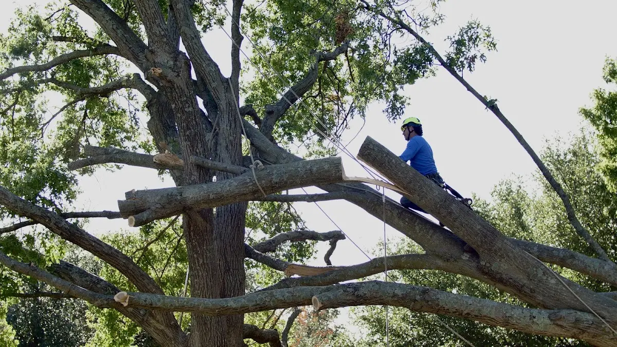 Professional Crown Thinning performed by certified arborists in White Sulphur Springs