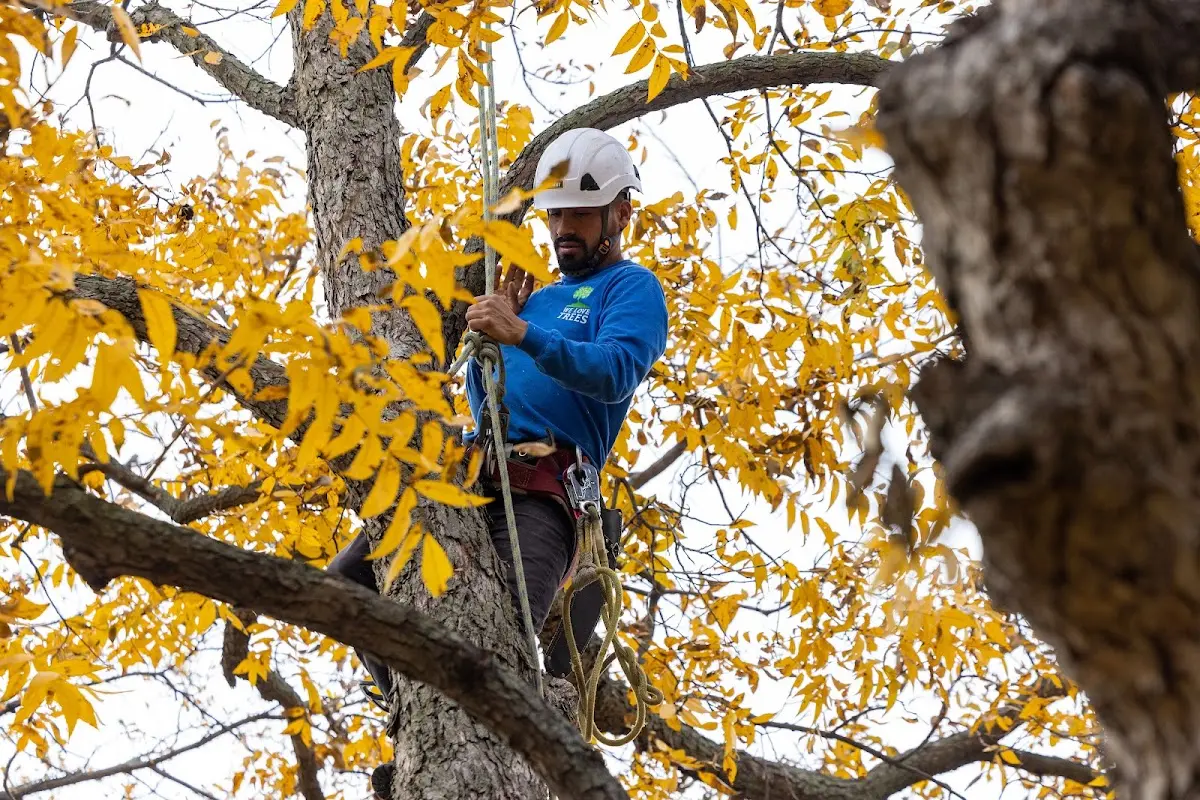 Skilled Tree Planing crew working in White Sulphur Springs